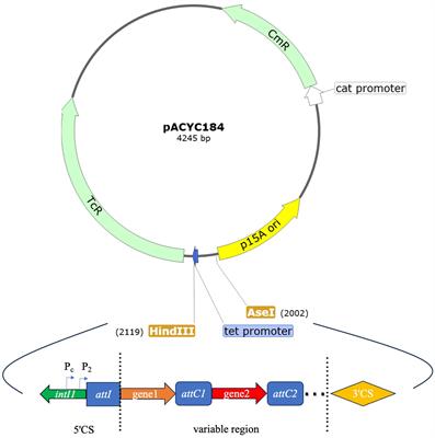 Distribution diversity and expression regulation of class 1 integron promoters in clinical isolates of Morganella morganii